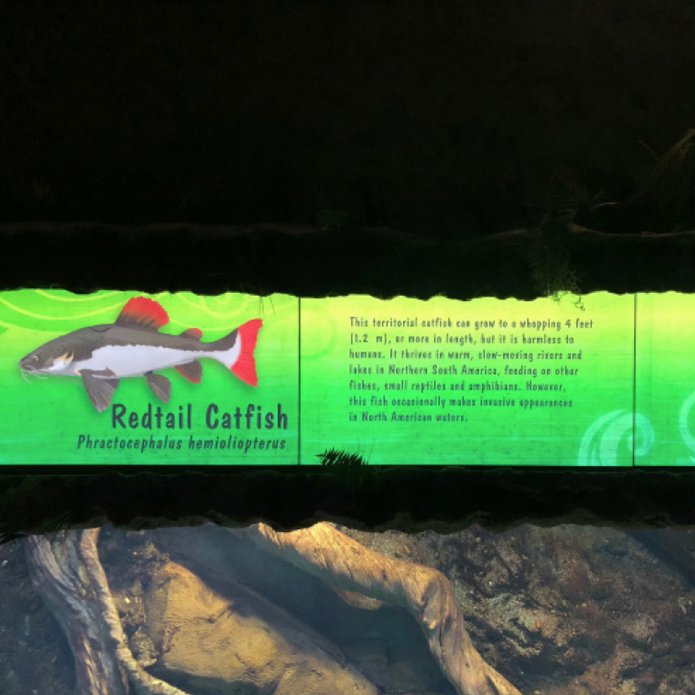 Animal Identification Display